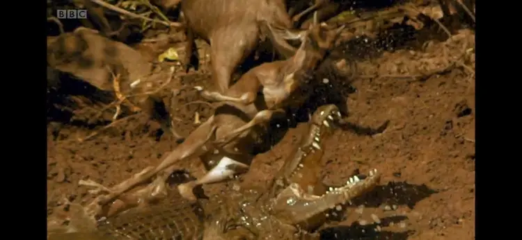 Animal screengrab from Planet Earth - Fresh Water